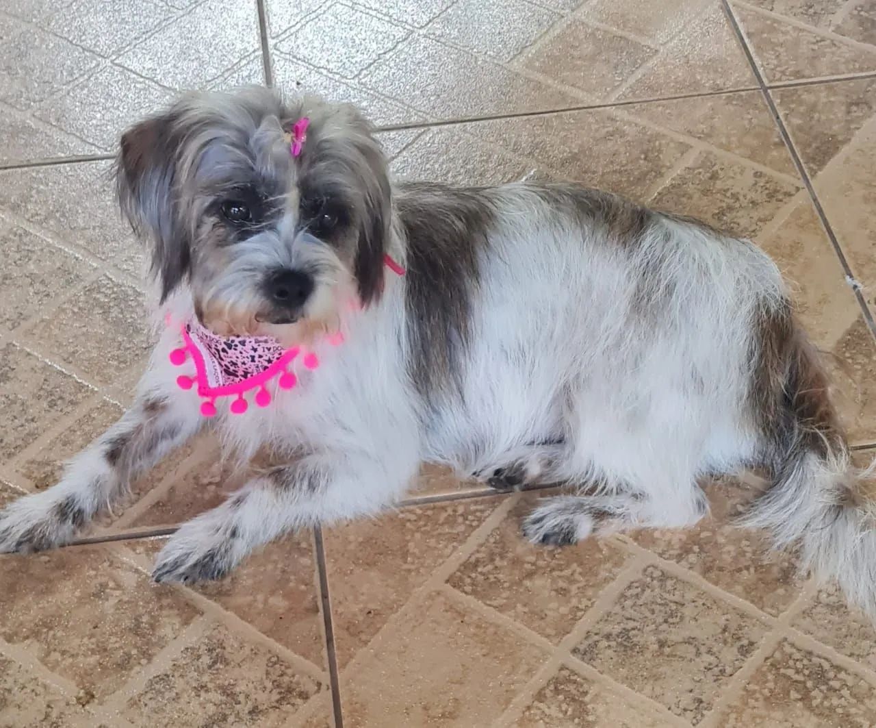 Doa se  cachorrinha 