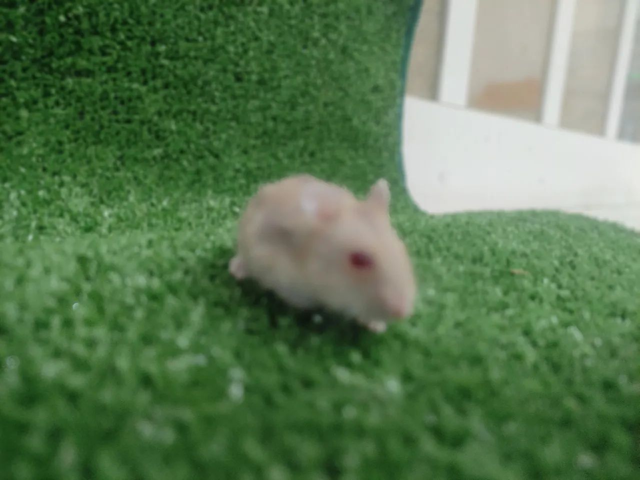 Hamister anão russo - Foto 6