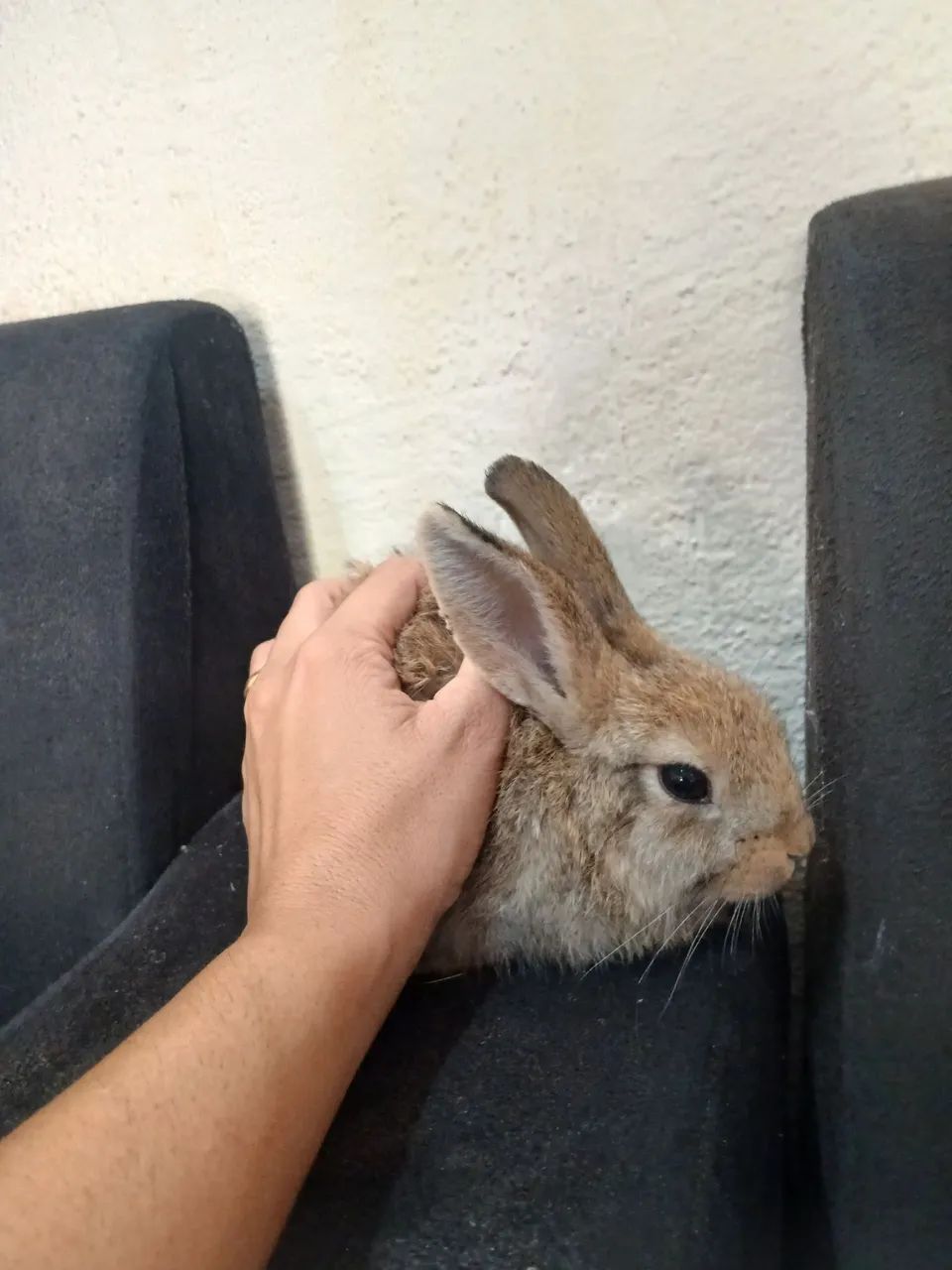 Filhote de coelho para doação  - Foto 4