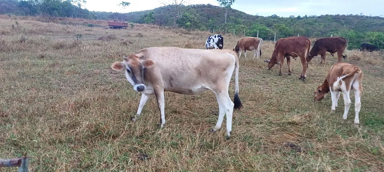 Vaca Jersey  - Foto 4