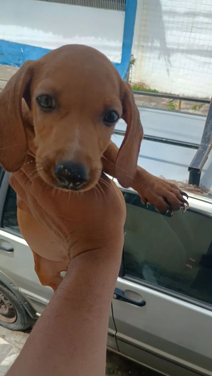 Vende-se Dachshund  - Foto 4