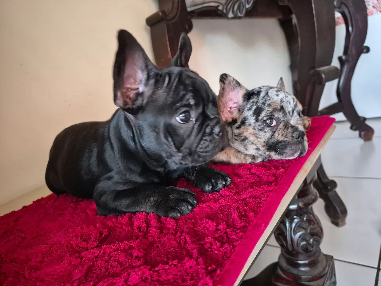 Bulldog francês disponível  - Foto 2
