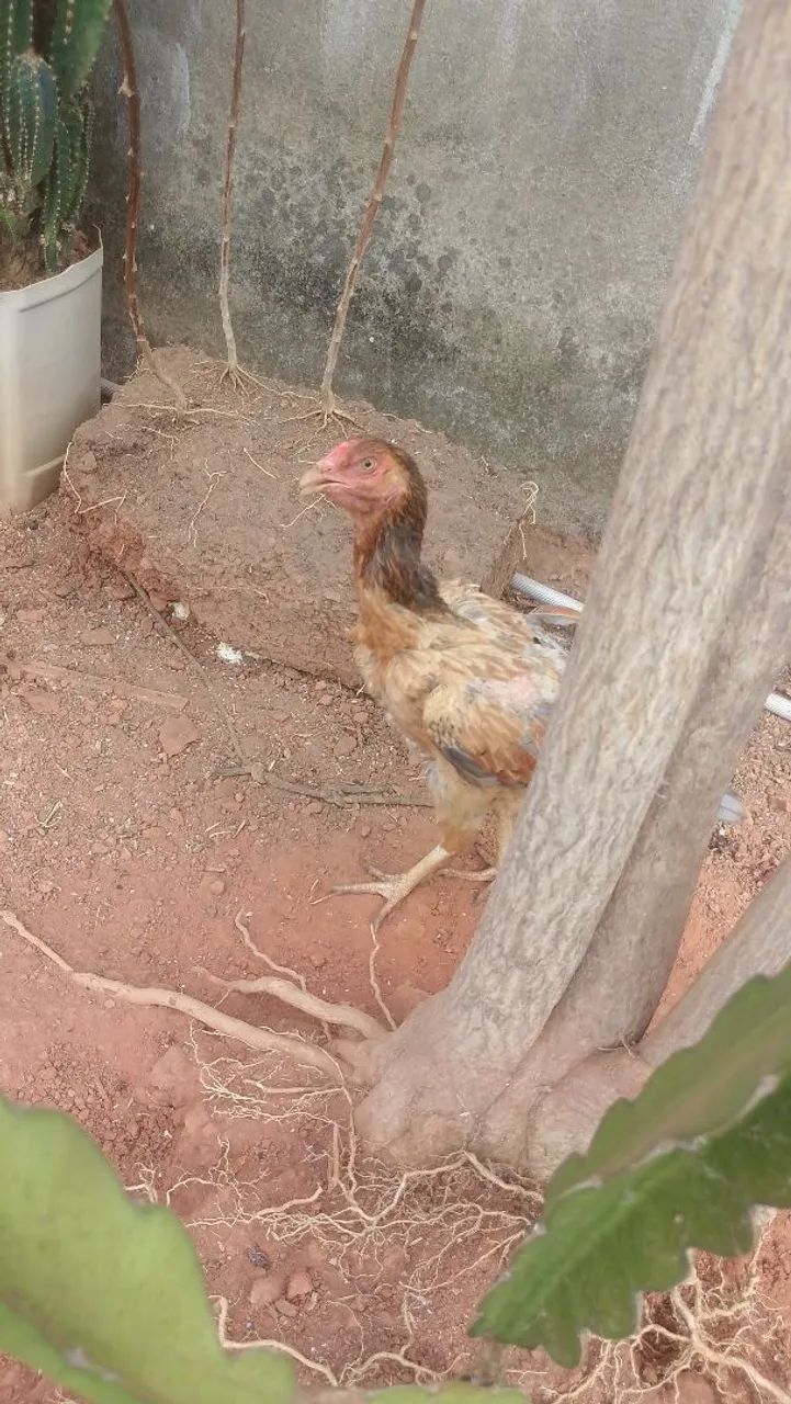 Galo e galinhas indio - Foto 5