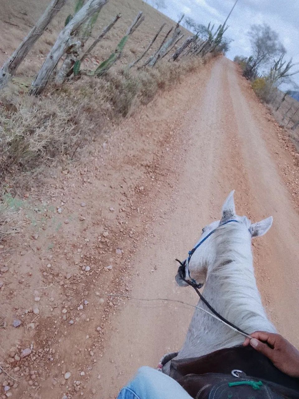 Égua mansa - Foto 2