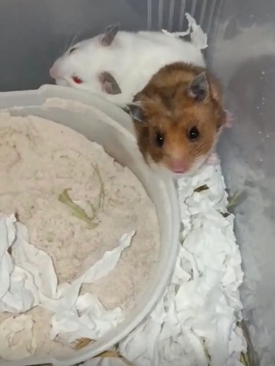 Hamster sírio filhotes mansos - Foto 5