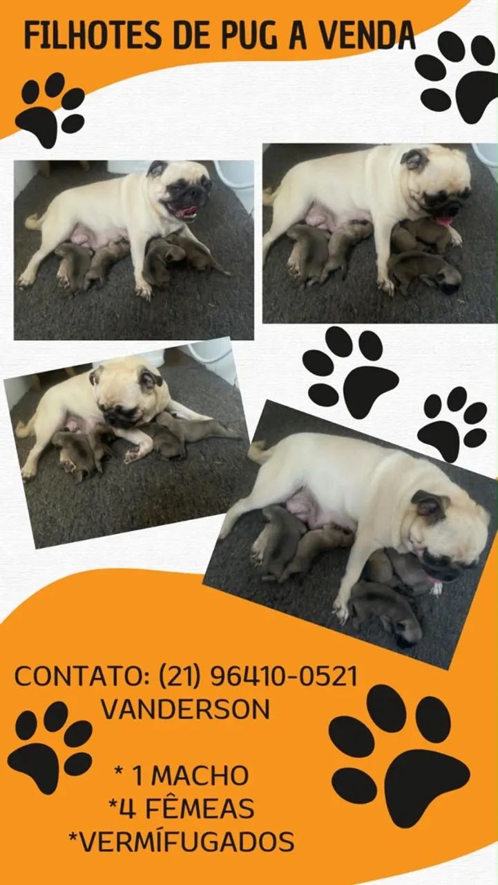 PUG Abricot filhotes - Foto 4