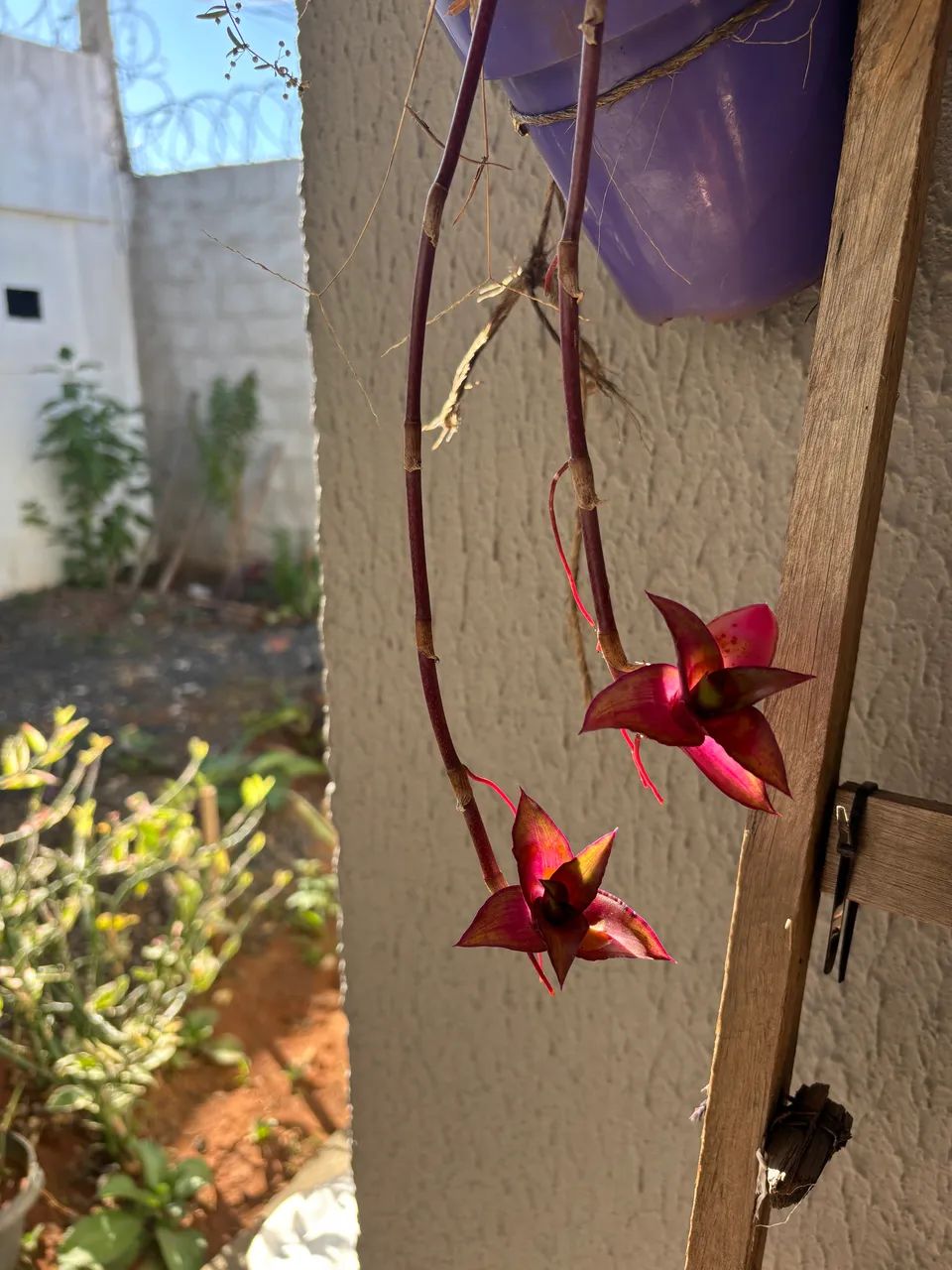 Mudas de plantas - Uberlândia - Foto 3