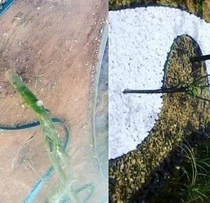 Sou jardineiro faço serviços - Foto 4