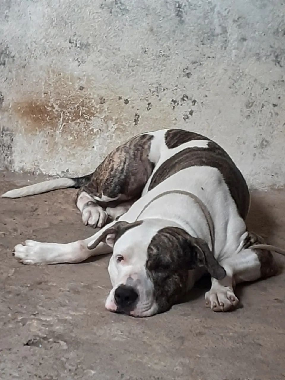 Cachorro  - Foto 3