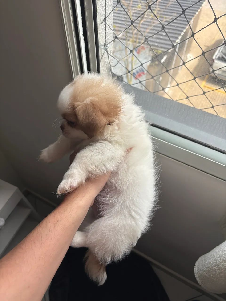 Shih-Tzu puro  - Foto 3