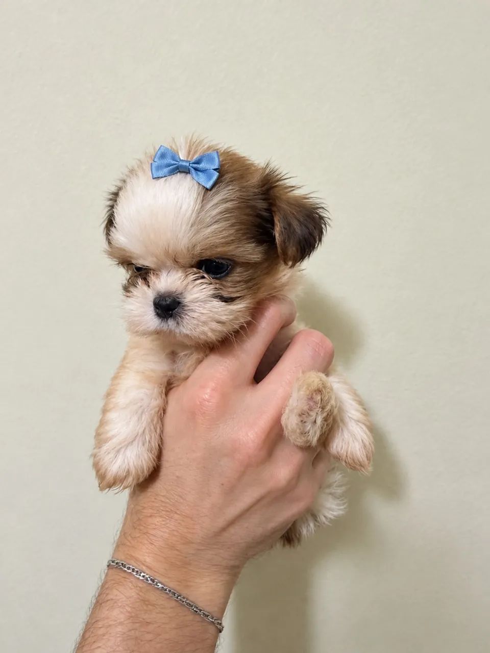 Cachorro 