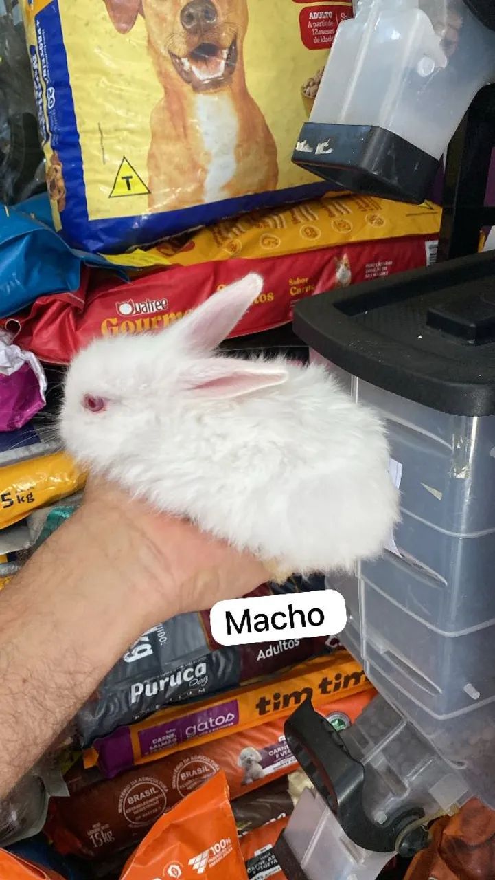 Mini coelho  - Foto 3