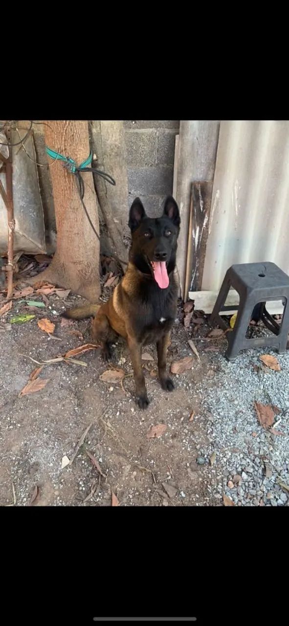 Pastor Belga Malinois  - Foto 5