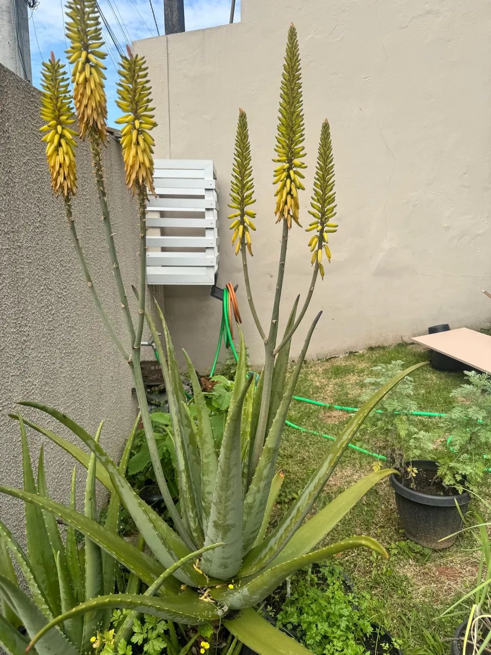 Vende-se Aloe Vera  - Foto 2