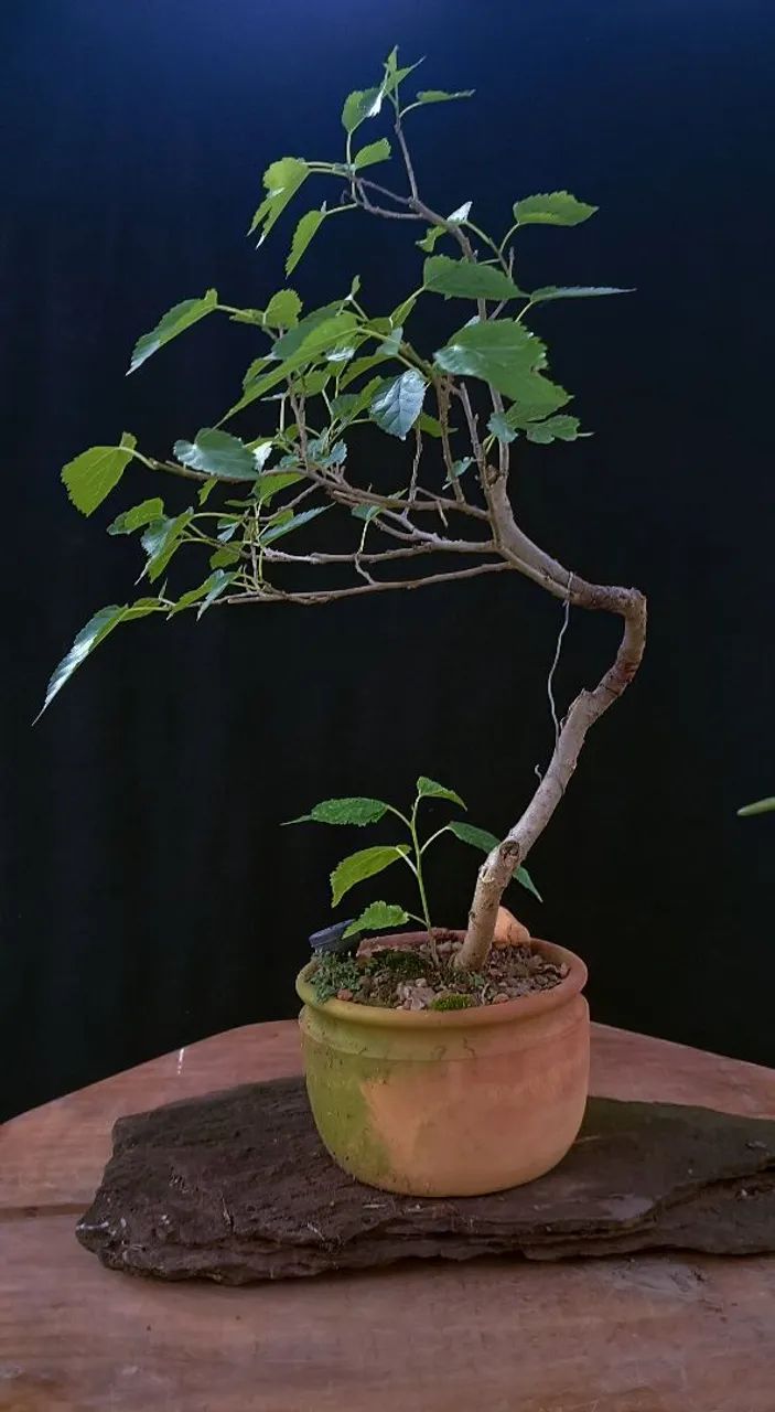 Bonsai de Amora - Foto 4