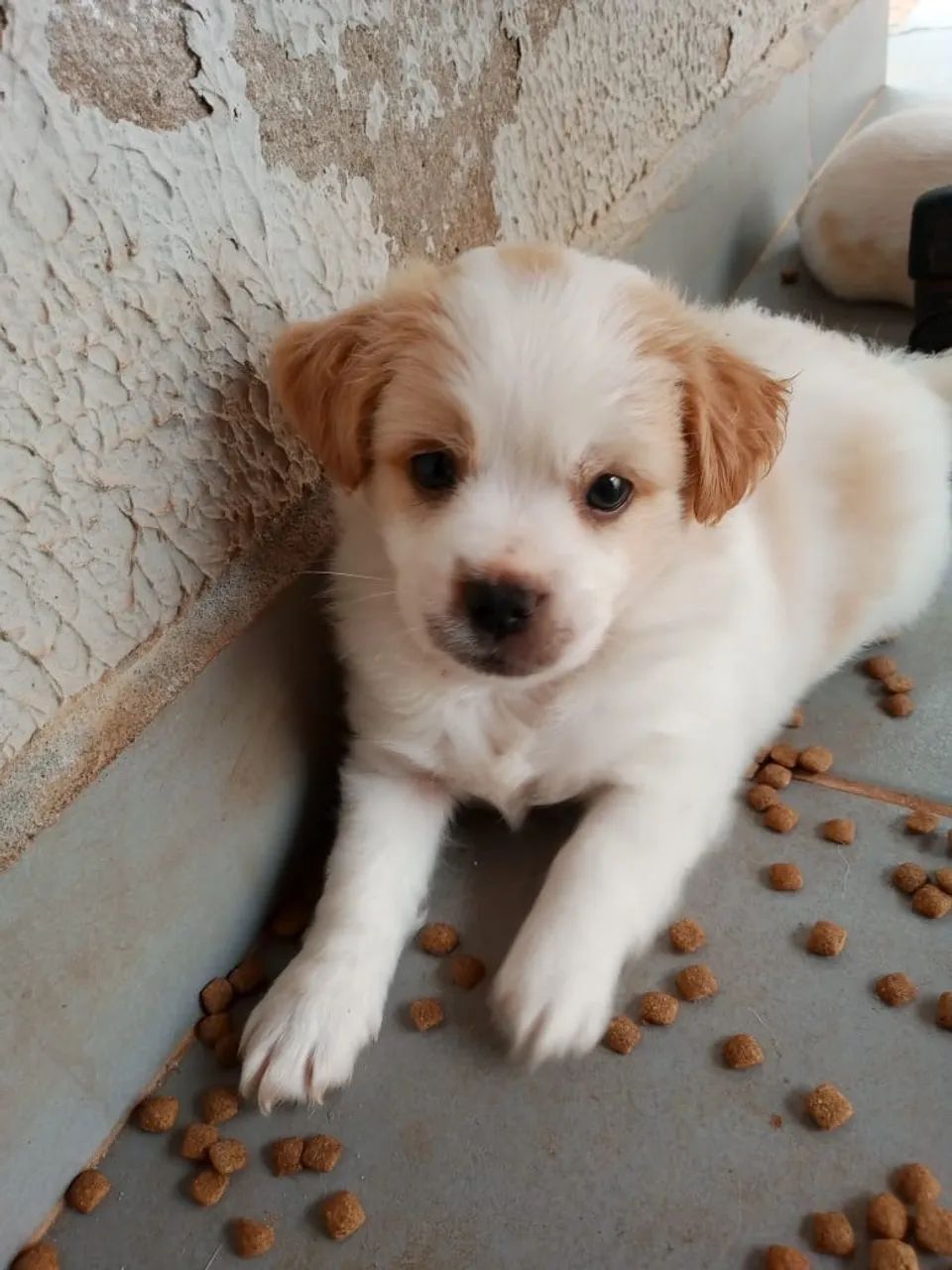 Cachorro  - Foto 5