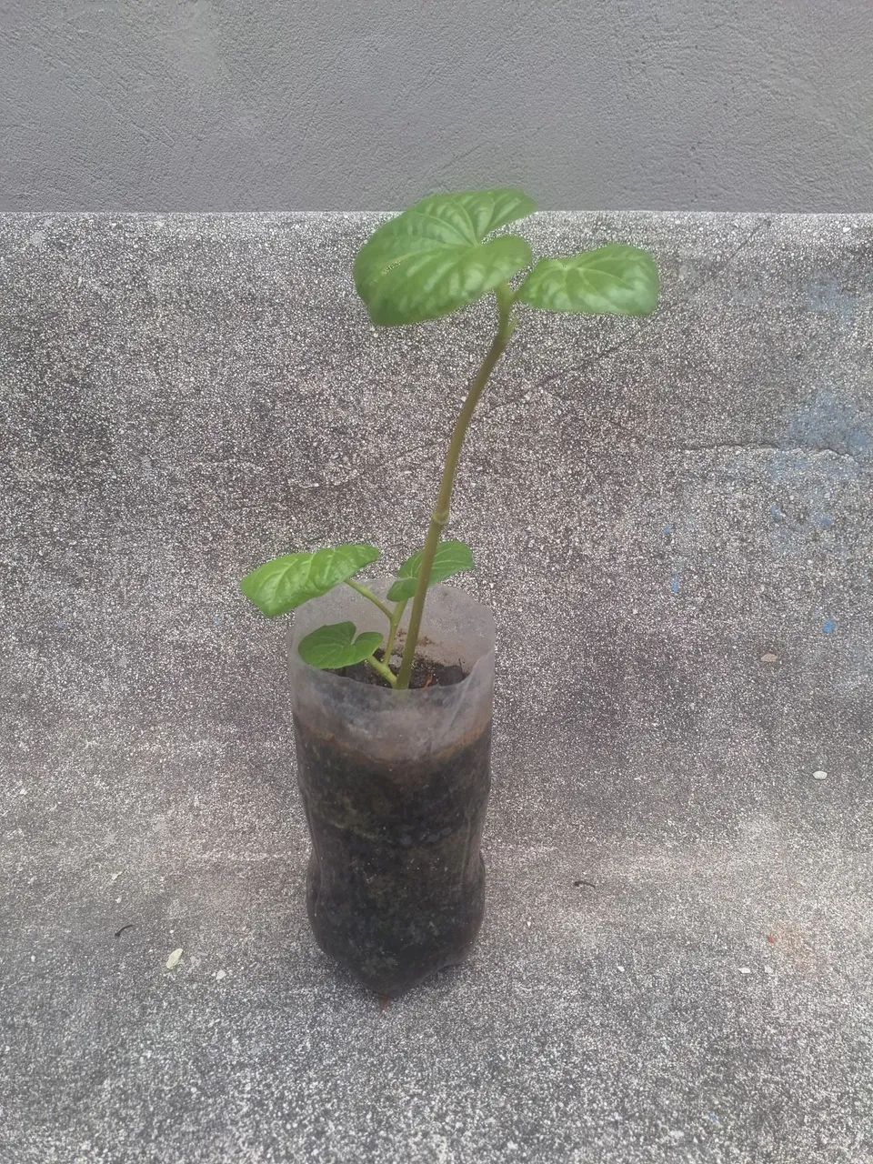 Muda Pariparoba