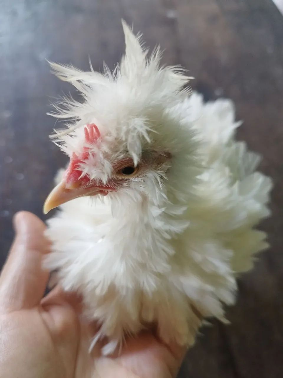 Frango frisado