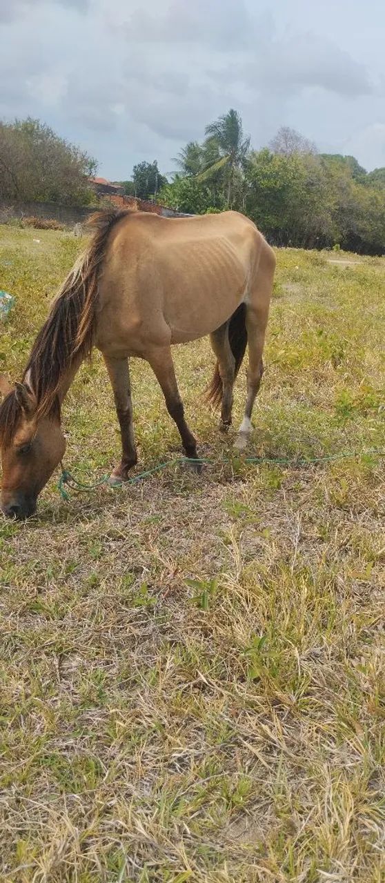 Égua pra vender e trocar 