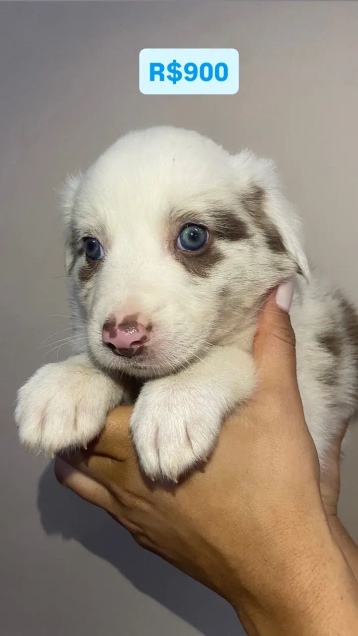 Border collie  - Foto 4