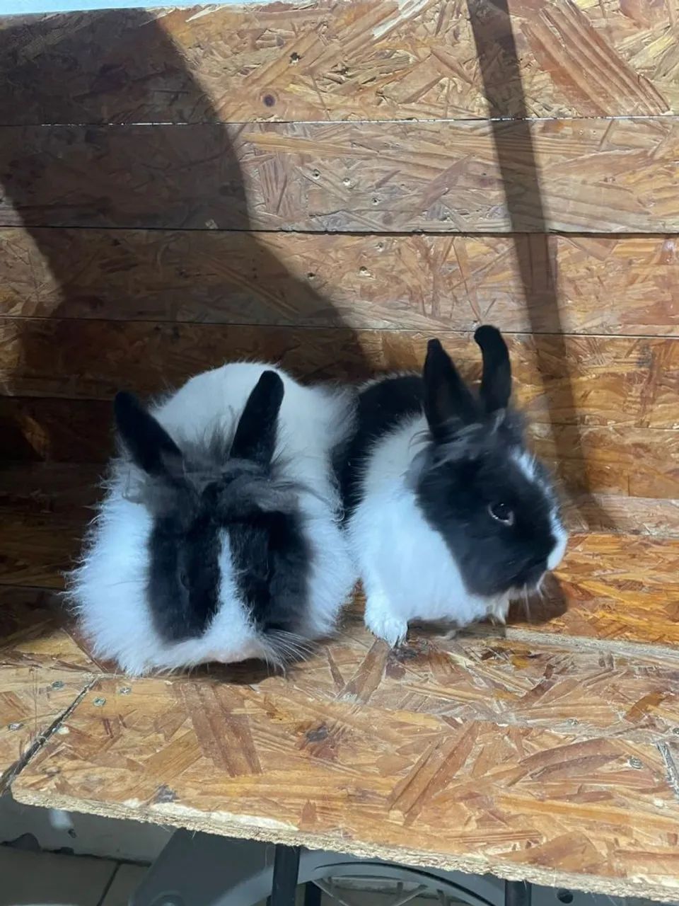 Coelhos  - Foto 4