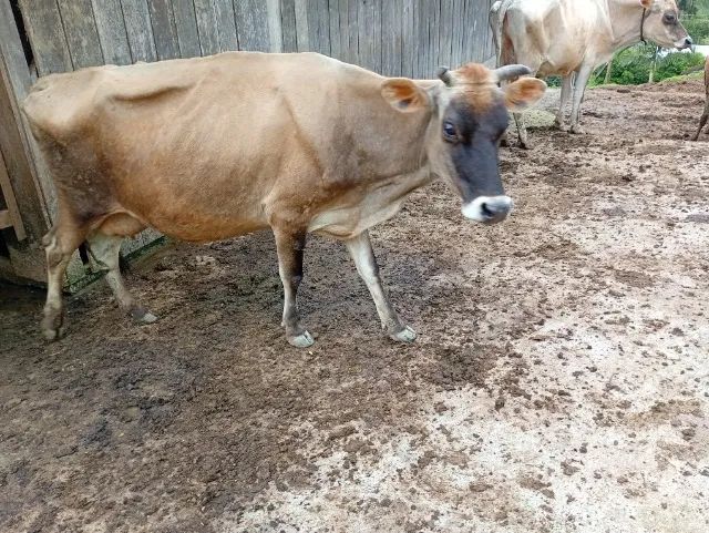 Vaca Jersey  - Foto 5