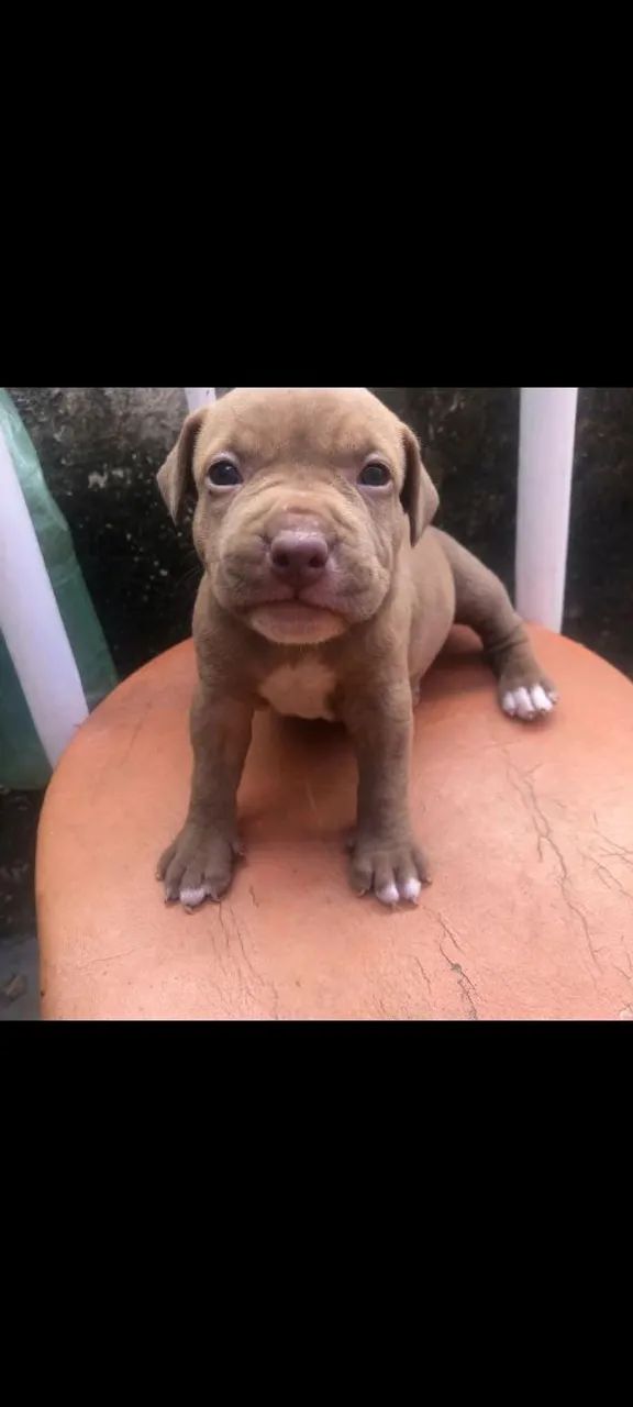 AMERICAN BULLY DISPONÍVEL  - Foto 4