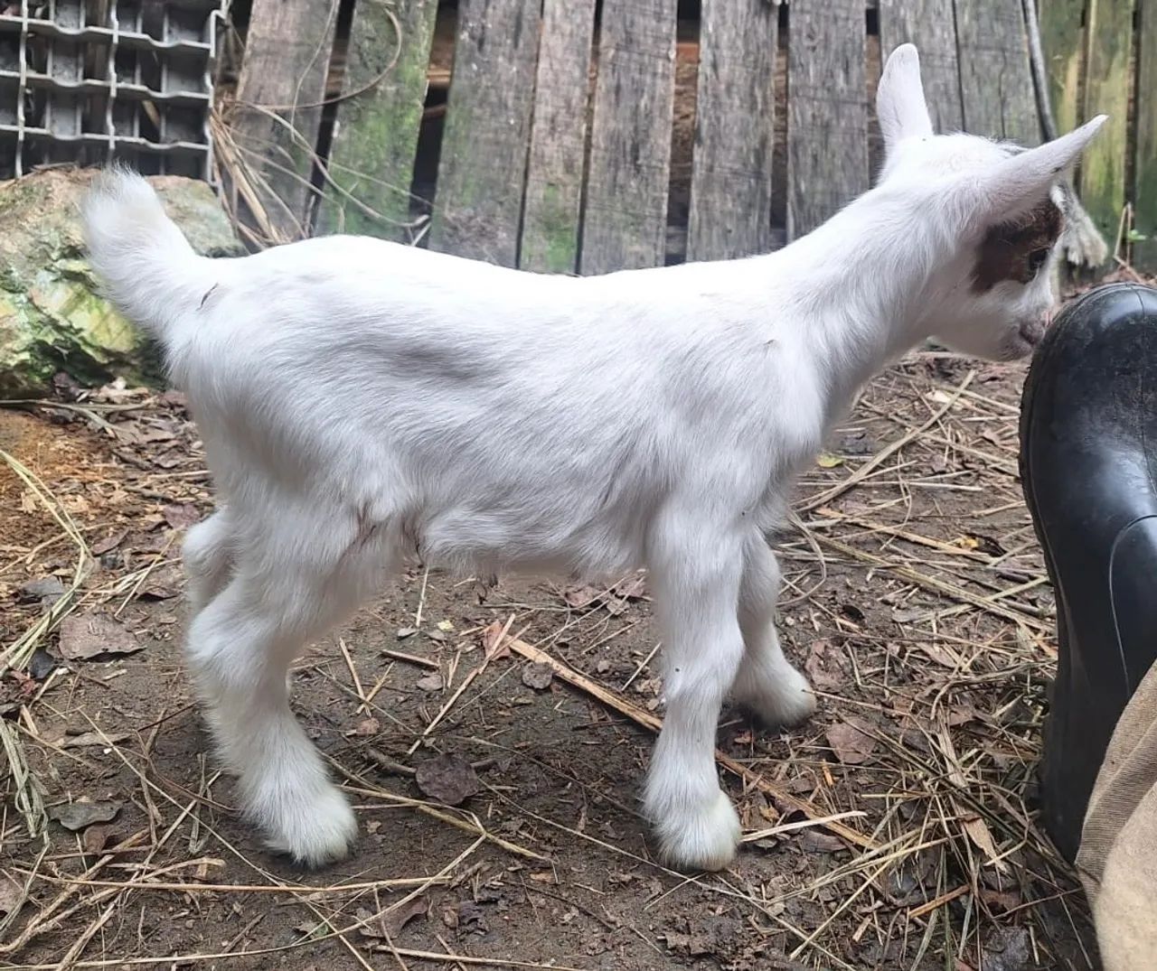 Mini Cabra, Mini Bode, Mini Cabrito  - Foto 2