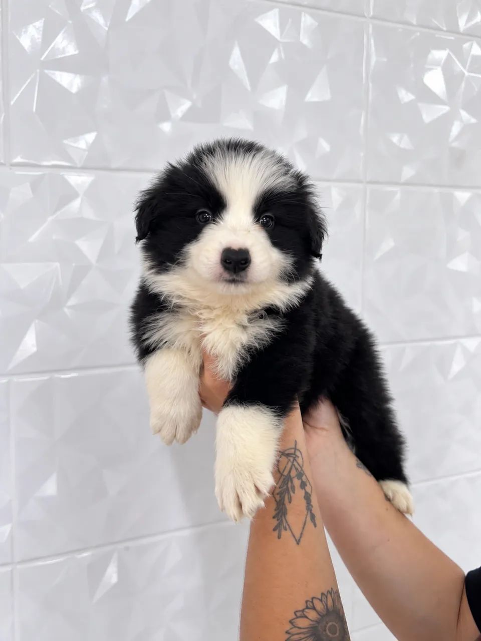 Border Collie - Genética de alto padrão e com pedigree  - Foto 5