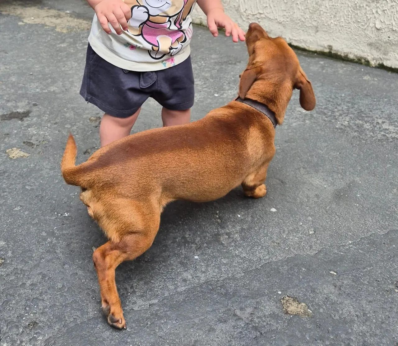 Doação do Bart (cachorro) - Foto 4