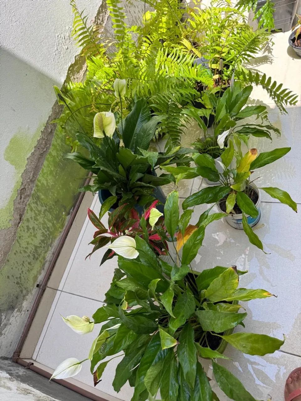 Vendo várias plantas  - Foto 5