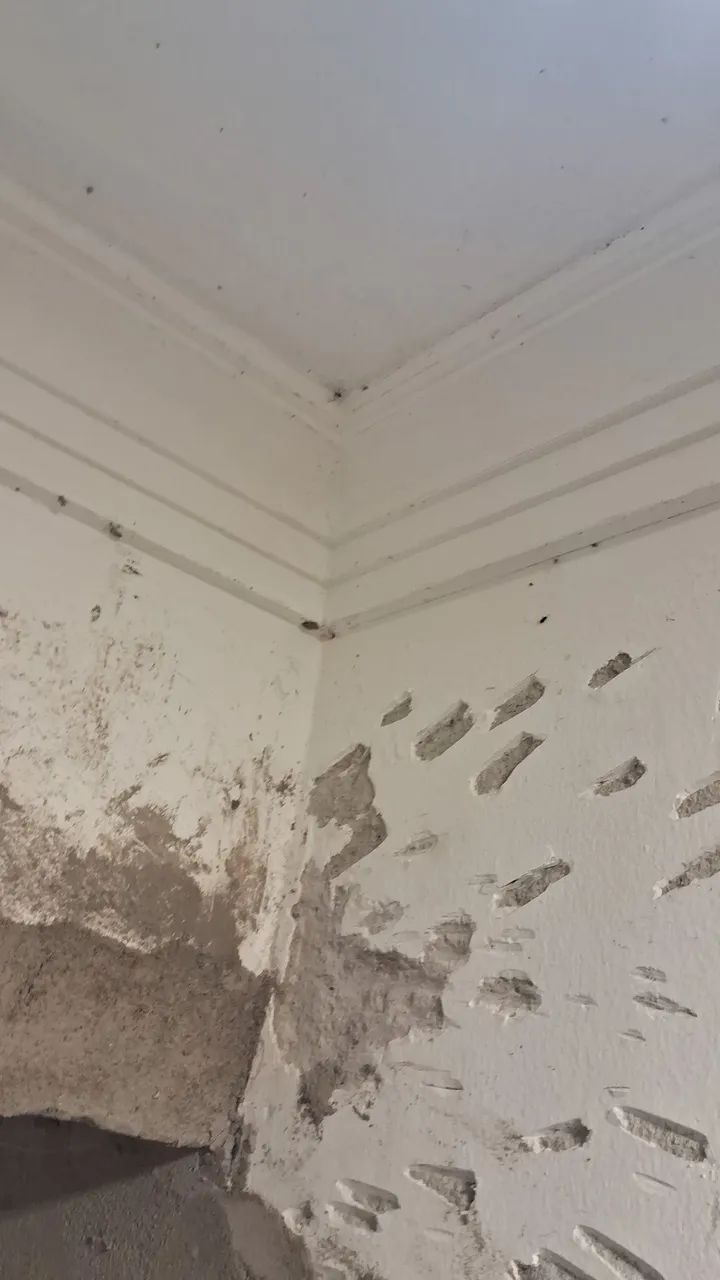 Gesseiro e montador de Draywall 