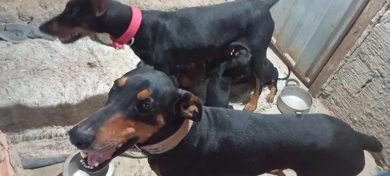 Filhotes Dobermann  - Foto 2