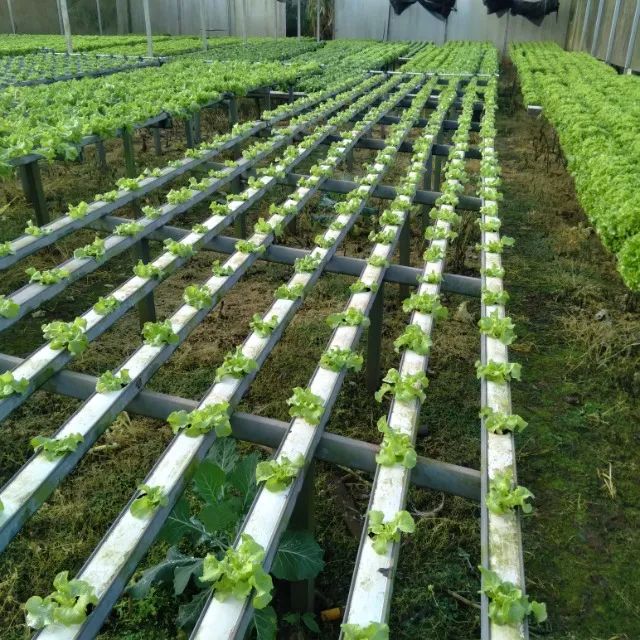 Estrutura hidropônica de hortaliças - Foto 4