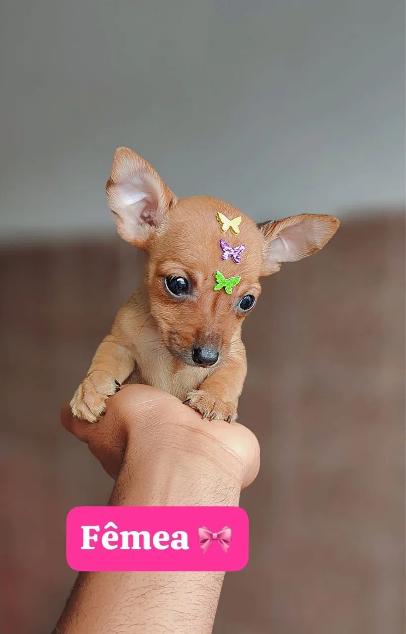 Pinscher com 56 dias vacinado 