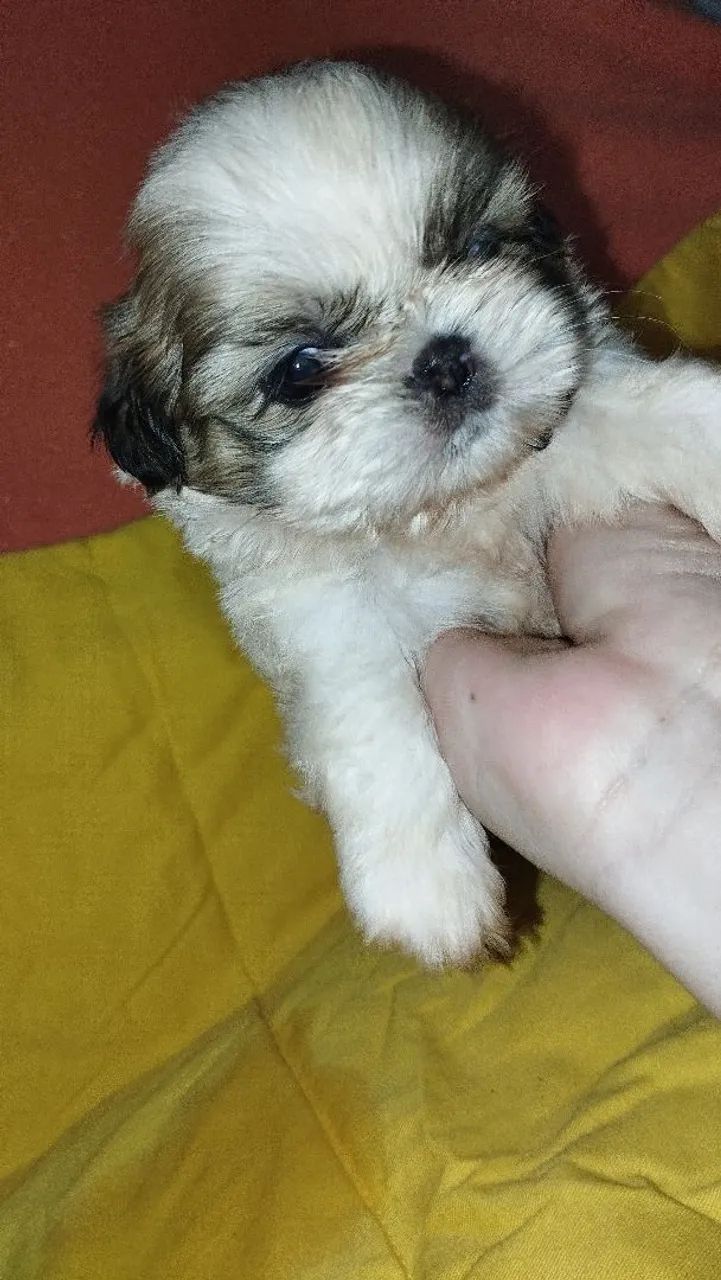 Shitzu macho 