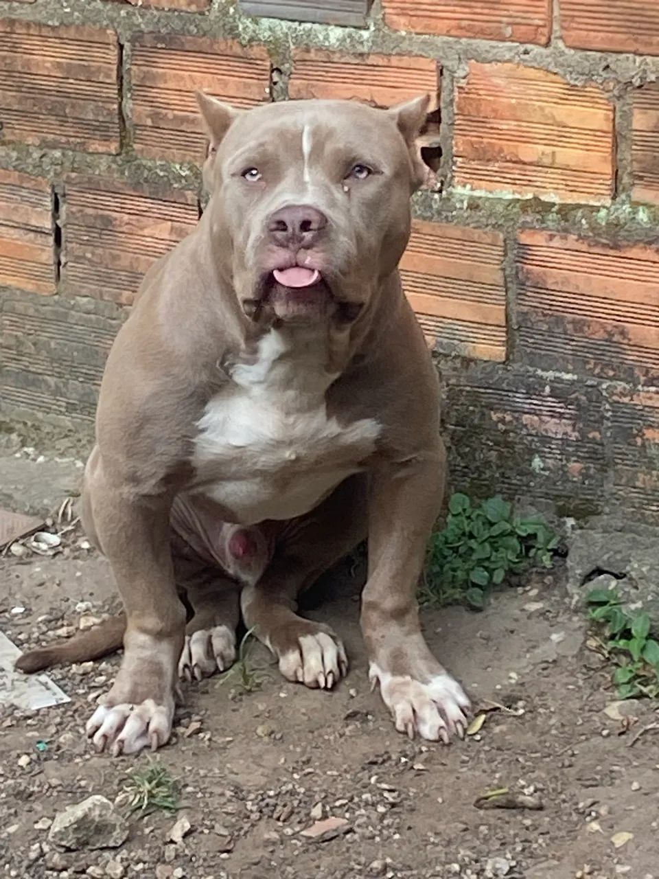 Pit monster de 6 meses neto do mandíbula 