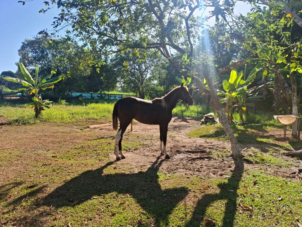 verdo égua 