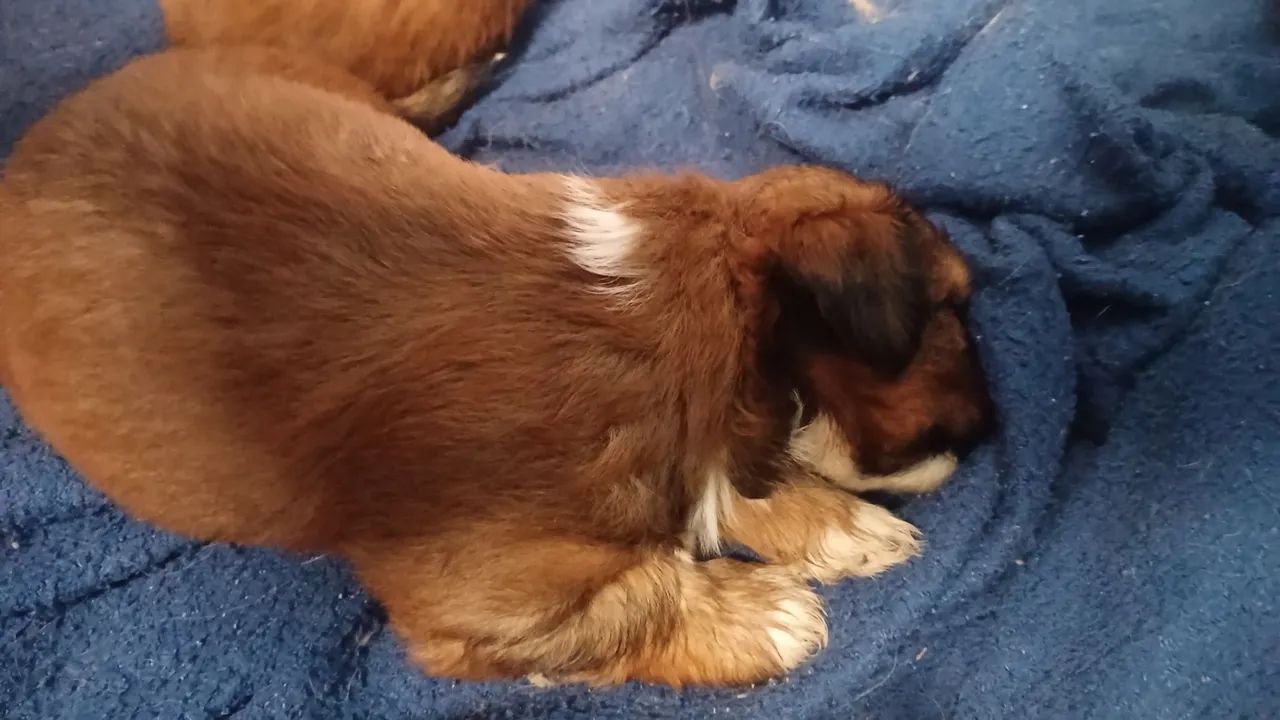Filhotes de lhasa apso  - Foto 4