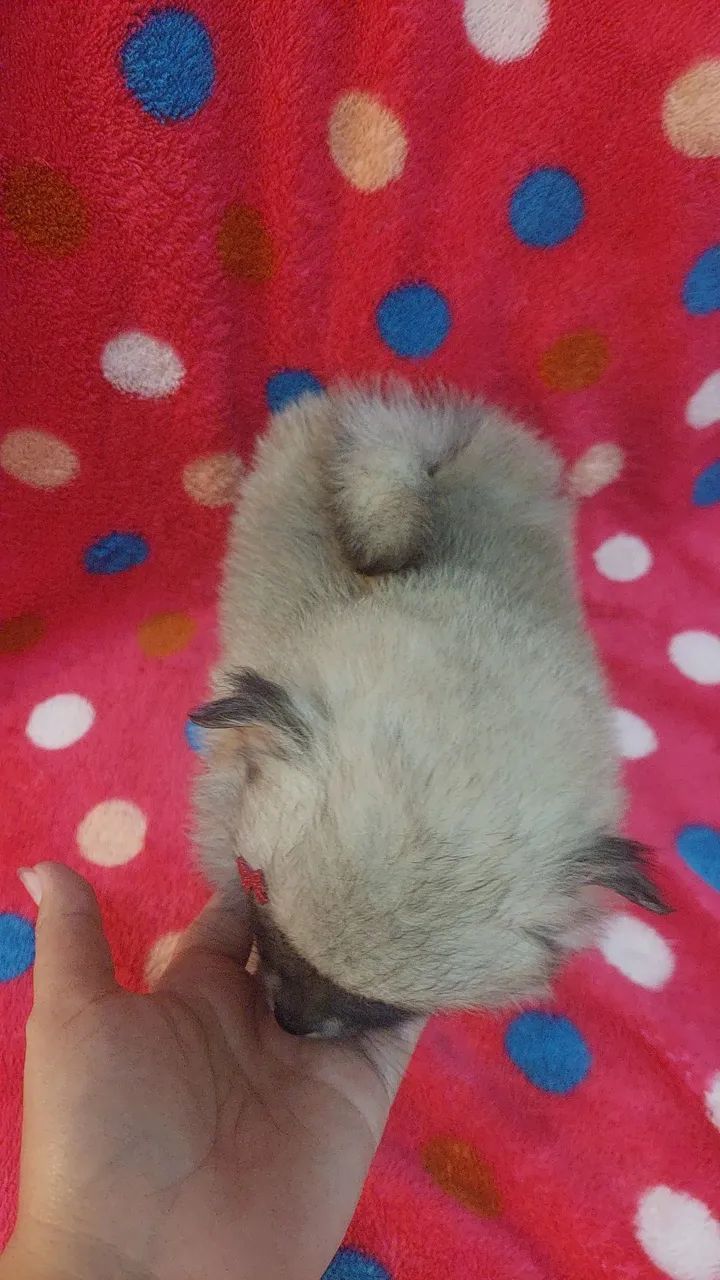 Spitz Alemão fêmea  - Foto 4