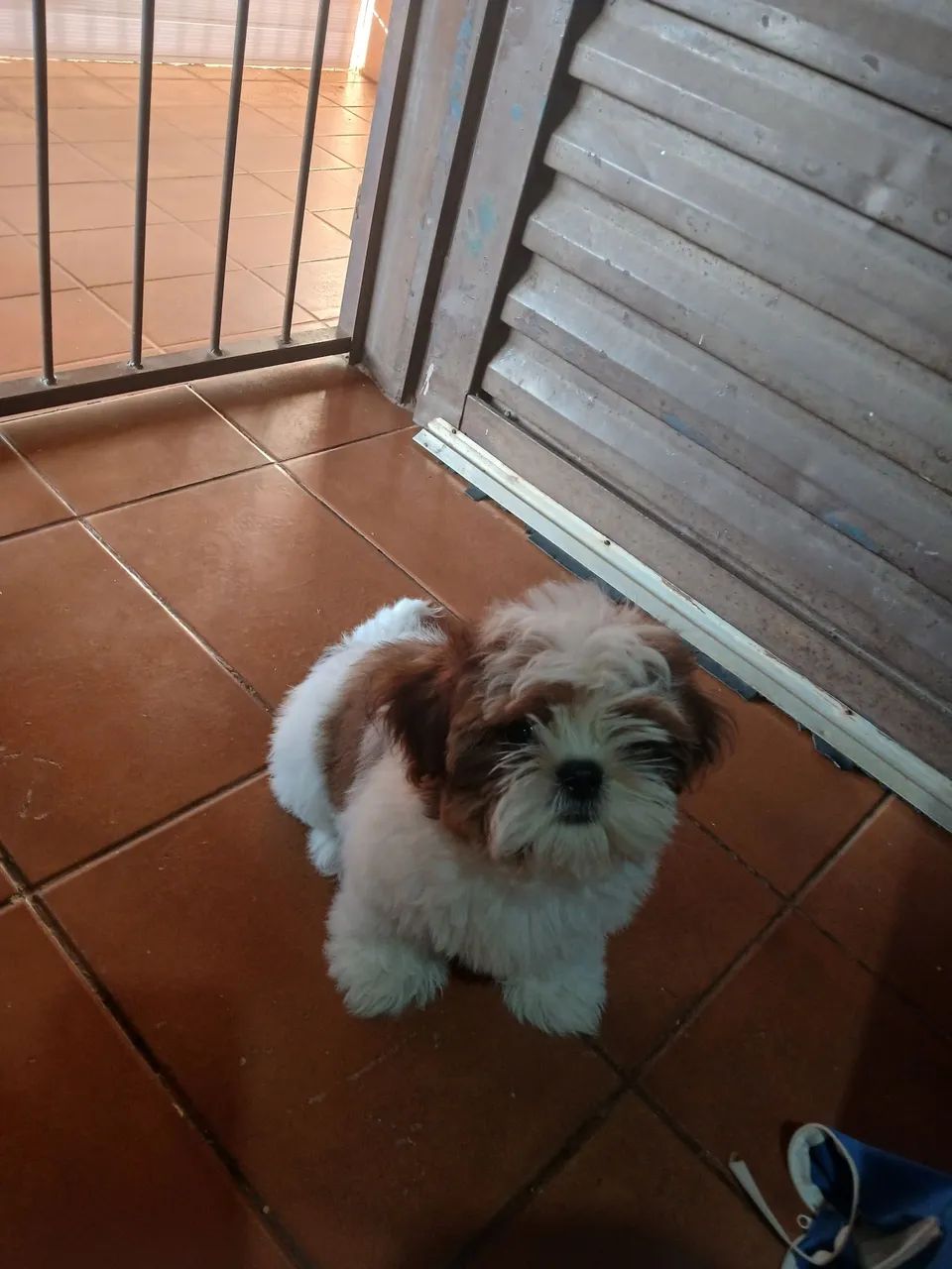 Cachorro  - Foto 5
