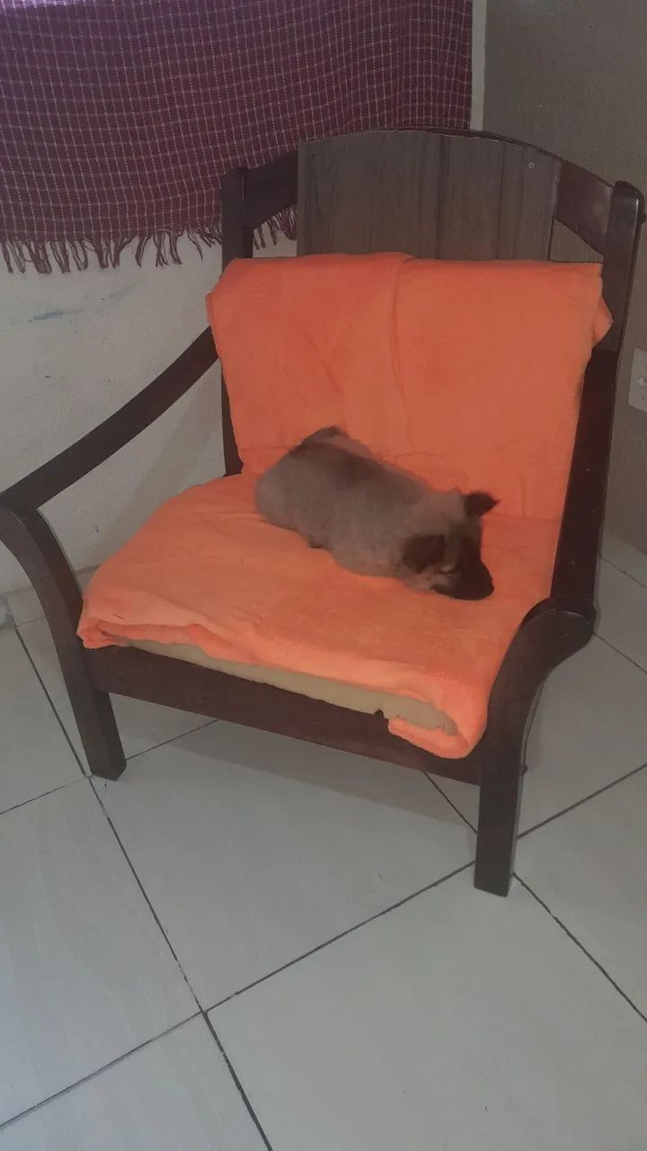 Fêmea de chow chow  - Foto 5