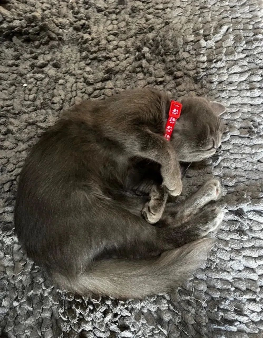 Gato Azul Russo  - Foto 4