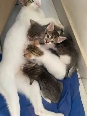 Gatos para adoção  - Foto 3