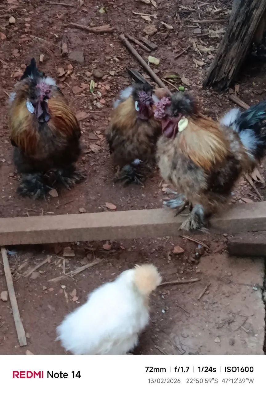 Vendo galo da galinha sedosa. - Foto 2