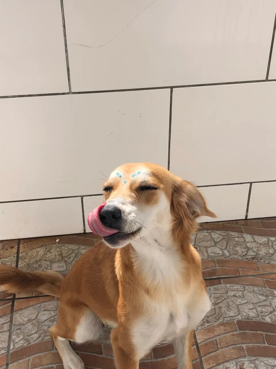 Doação de cachorro - Foto 2