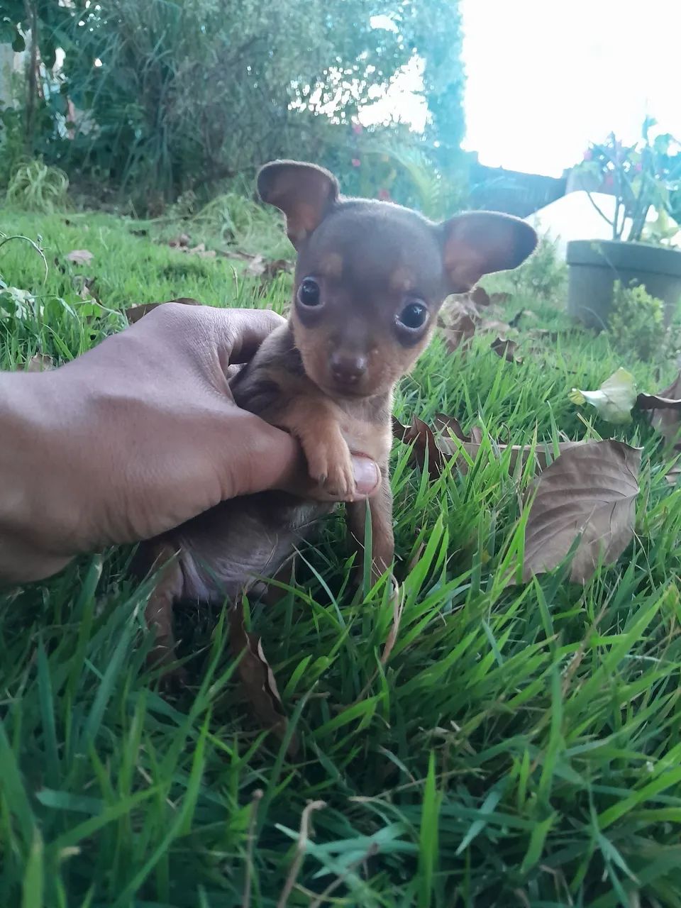 Pinscher  - Foto 2