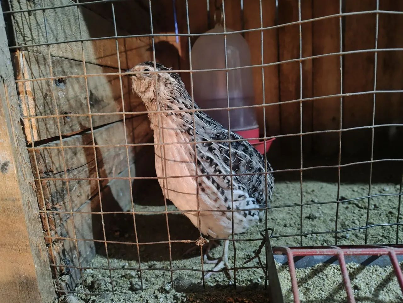 Codornas macho