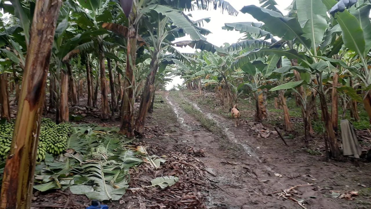 Fazendinha de 40.000 m2  - Foto 5