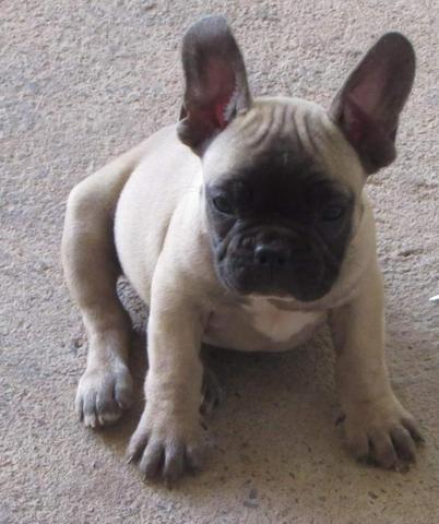 Buldogue macho - Foto 2